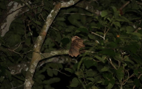 Large Frogmouth (Batrachostomus auritus), photo 9