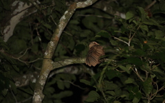 Batrachostomus auritus