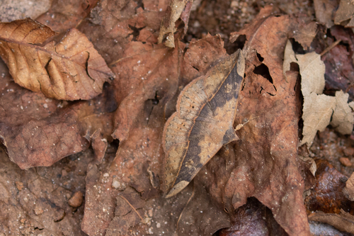 Velvetbean Caterpillar Moth photo 5