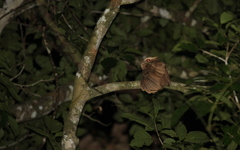 Batrachostomus auritus