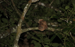 Batrachostomus auritus