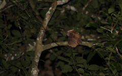 Batrachostomus auritus