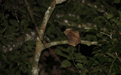 Batrachostomus auritus