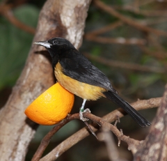 Montserrat Oriole photo 4