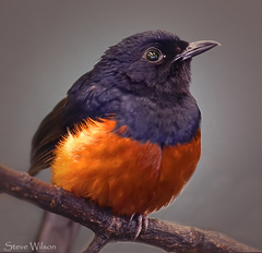 Montserrat Oriole photo 5