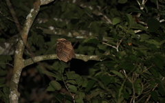 Batrachostomus auritus