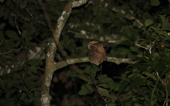 Batrachostomus auritus