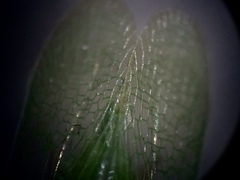 Rhynchomitra recurva