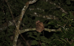 Batrachostomus auritus