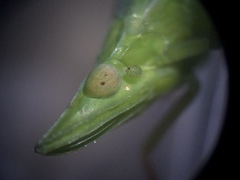 Rhynchomitra recurva