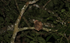 Batrachostomus auritus