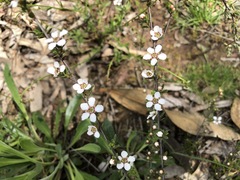 Leptospermum multicaule