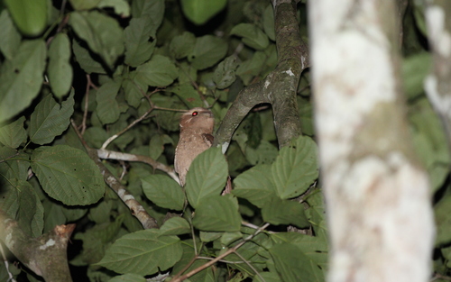Large Frogmouth (Batrachostomus auritus), photo 7