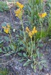 Senecio integerrimus