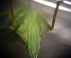 Rhynchomitra recurva