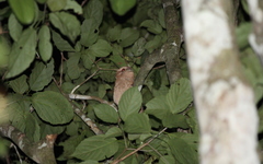 Batrachostomus auritus