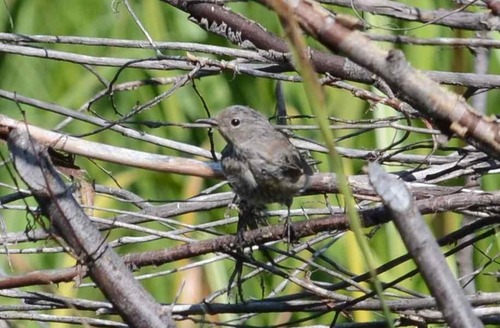 iNaturalist observation photo of Yellow-rumped Warbler