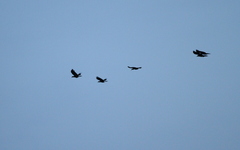 Anorrhinus galeritus