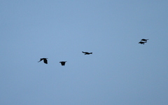 Anorrhinus galeritus