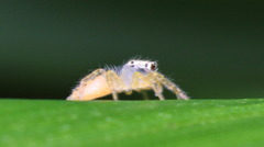 Telamonia