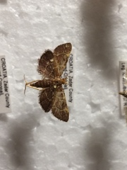 Hypsopygia rubidalis