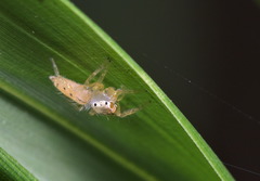Telamonia