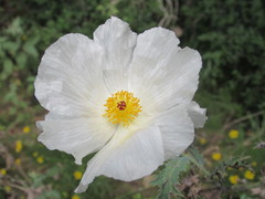 Argemone albiflora texana
