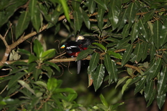 Cymbirhynchus macrorhynchos