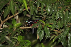 Cymbirhynchus macrorhynchos