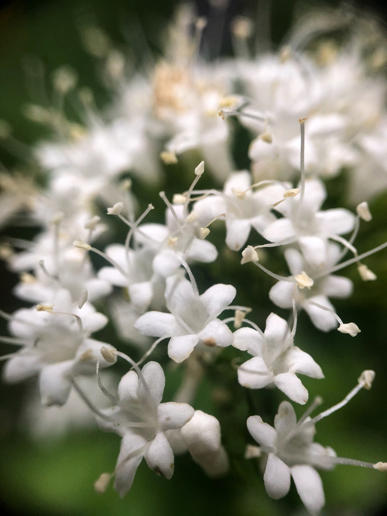 valerian (Valerianaceae (Valerian) of the Pacific Northwest) · iNaturalist