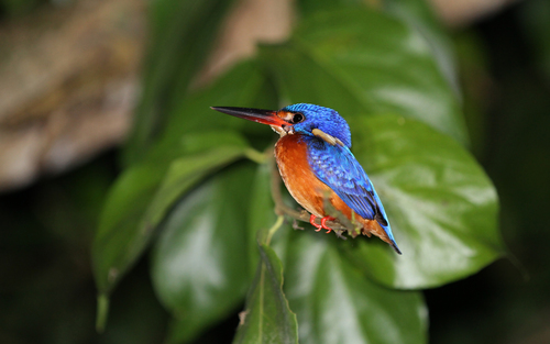 Blue-eared Kingfisher (Alcedo meninting), photo 4