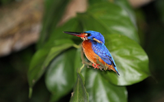 Blue-Eared Kingfisher photo 3