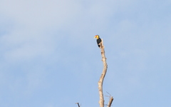 Rhabdotorrhinus corrugatus