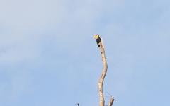 Rhabdotorrhinus corrugatus
