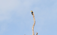 Rhabdotorrhinus corrugatus