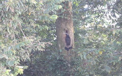 Anorrhinus galeritus