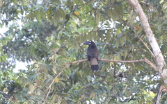 Anorrhinus galeritus