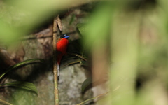 Harpactes duvaucelii