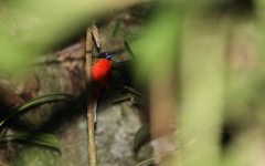 Harpactes duvaucelii