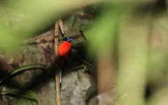 Harpactes duvaucelii