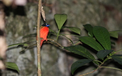 Harpactes duvaucelii