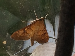 Psara dryalis