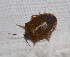 Anaxarchus pardalinus