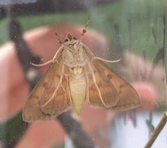 Psara dryalis