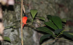 Harpactes duvaucelii