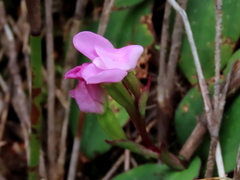 Disa rosea