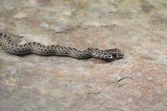 Malpolon monspessulanus