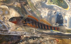 Etheostoma fragi