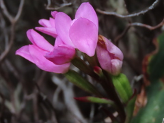 Disa rosea