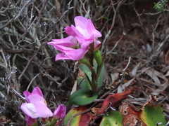 Disa rosea